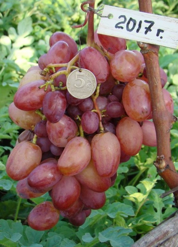 Сорт винограда «ризамат»