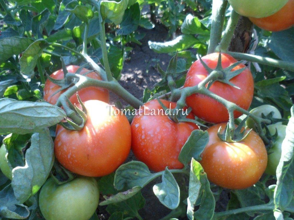 Выращивание томата санька