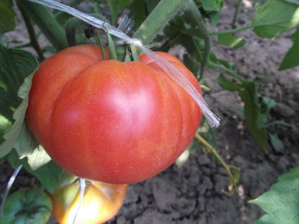 Восхитительный томат под названием чудо земли