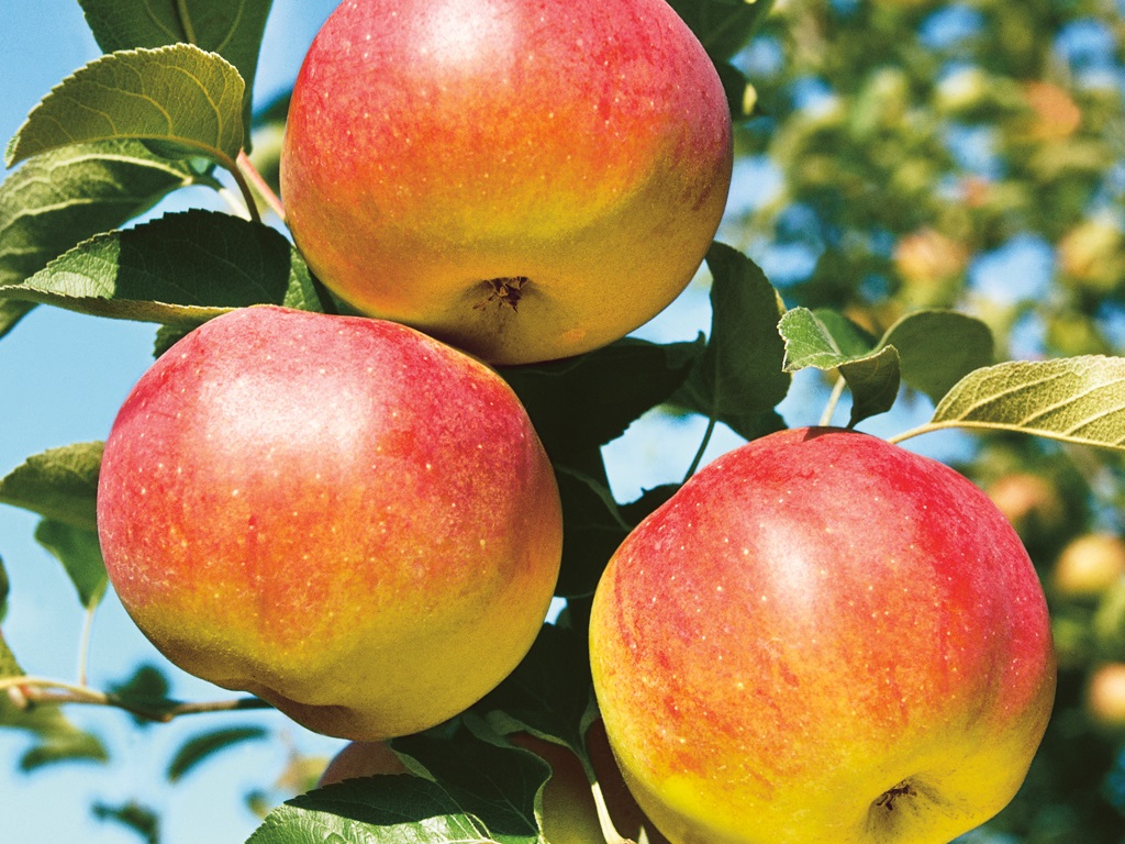 Описание сорта яблони приокское: фото яблок, важные характеристики, урожайность с дерева