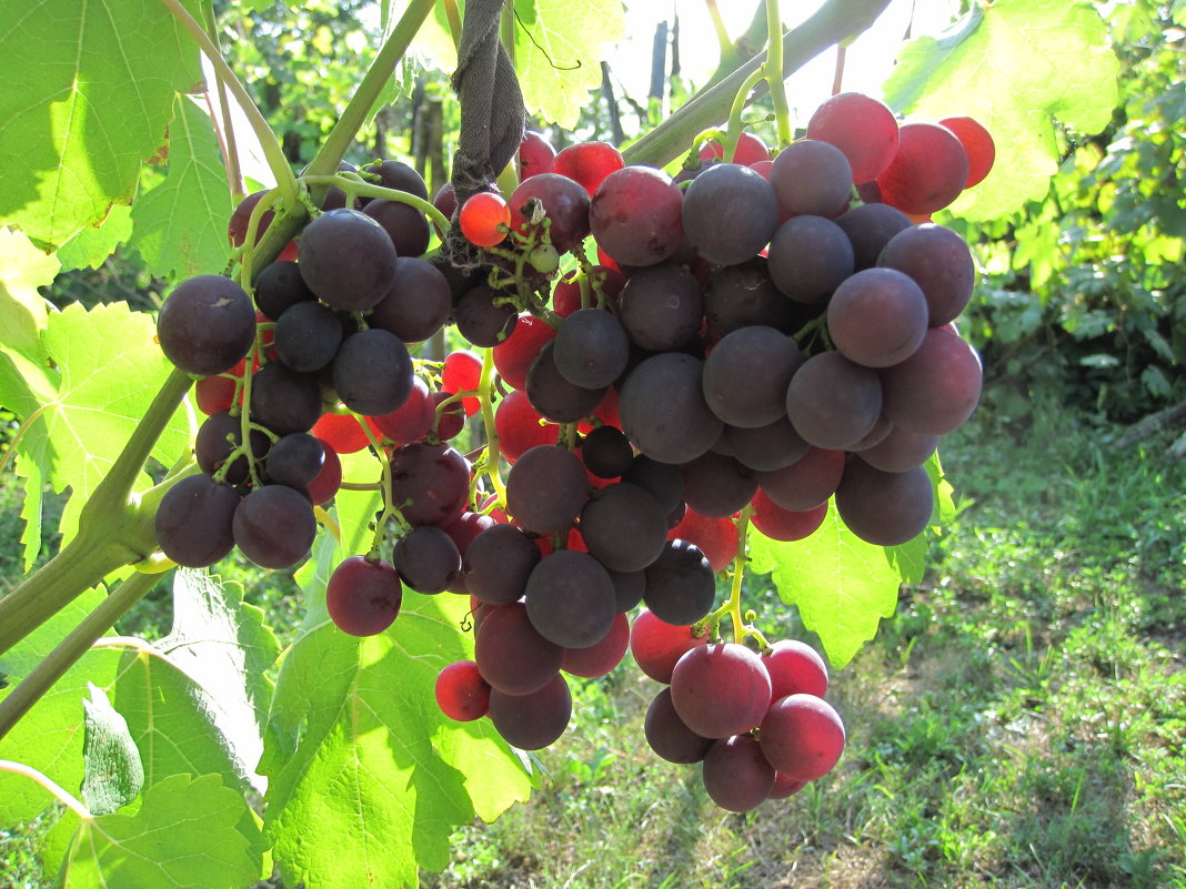 Виноград рошфор: описание сорта, фото, отзывы
