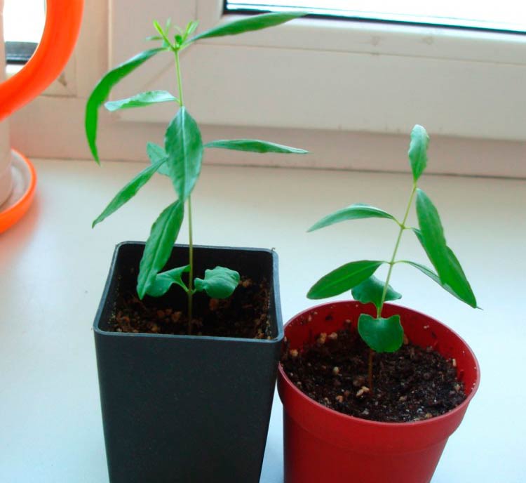 Как вырастить гранат из косточки и ухаживать за растением в домашних условиях