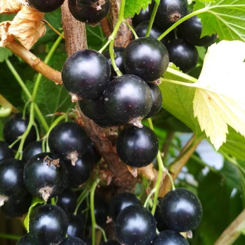 Чёрная смородина: 30 лучших сортов самой сладкой летней ягоды. описание ранних, среднеспелых, поздних, крупноплодных и морозостойких сортов (35+ фото & видео) +отзывы