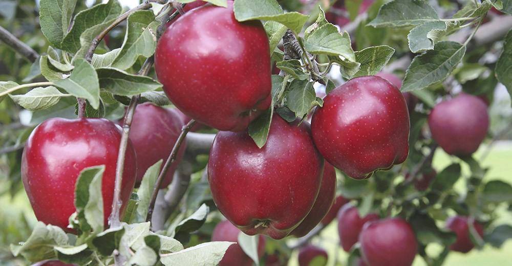 Яблоня голден делишес: описание, фото, отзывы