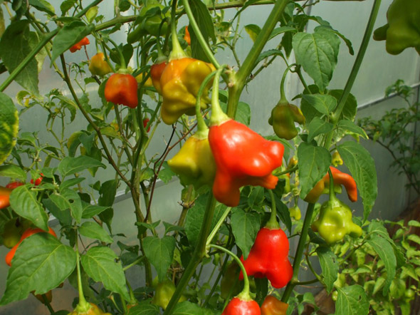 Горький перец колокольчик: как выращивать в теплице, характеристика и описание сорта
