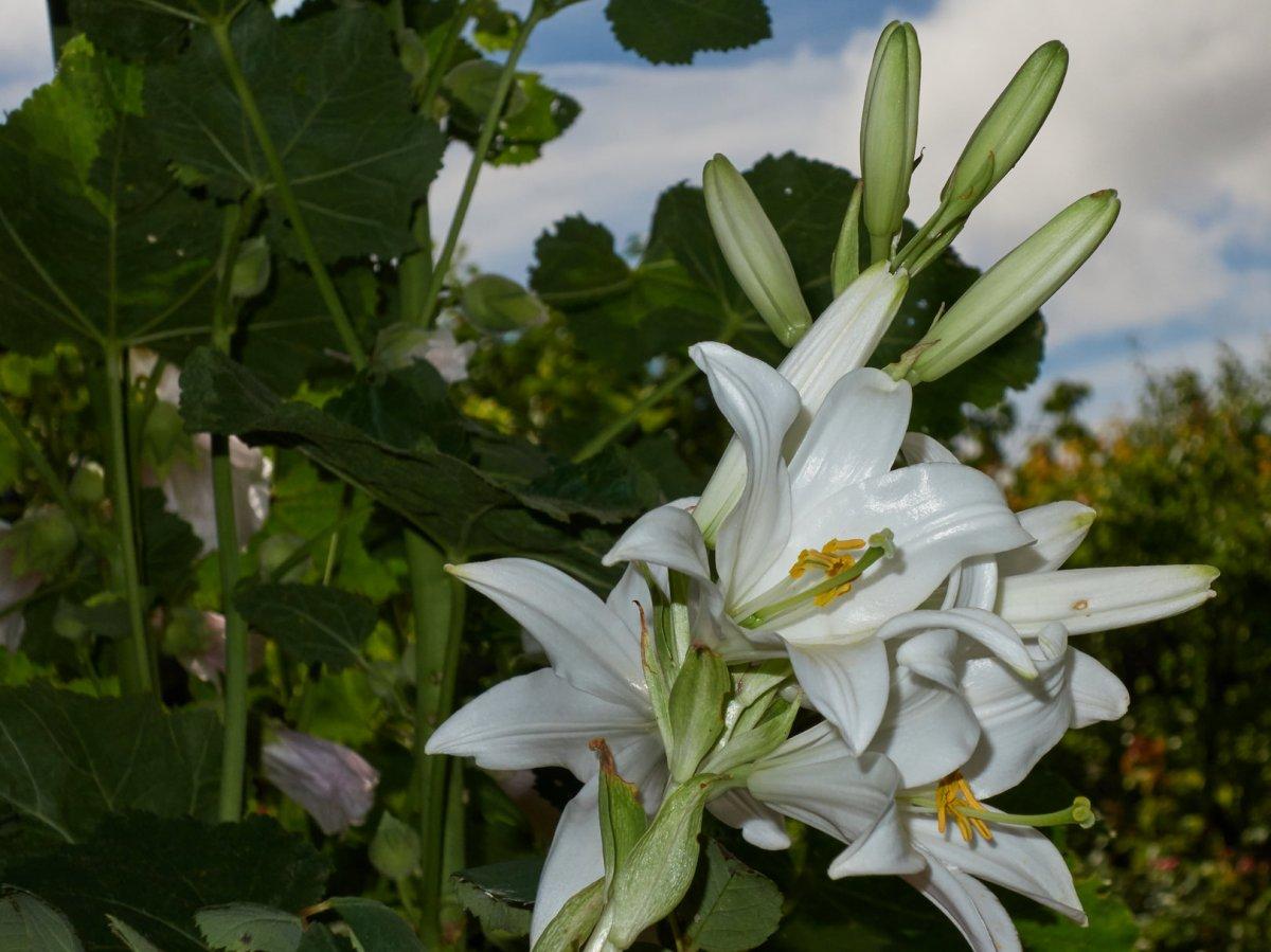 Лилии - посадка и уход в открытом грунте: выращивание разных сортов