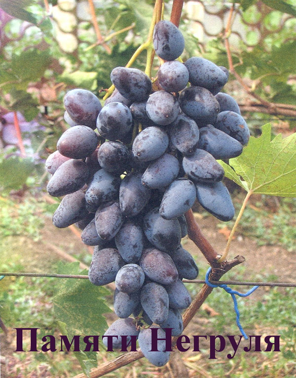 Виноград негруля: описание сорта и особенности выращивания