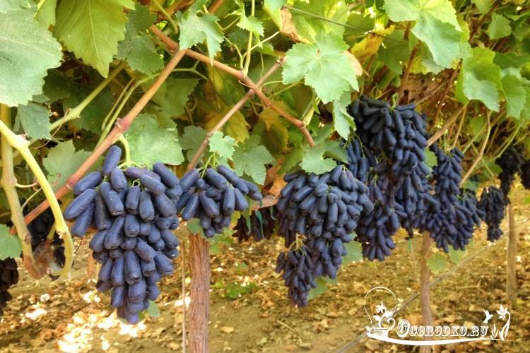 Виноград руслан: описание сорта с характеристикой и отзывами, особенности посадки и выращивания, фото