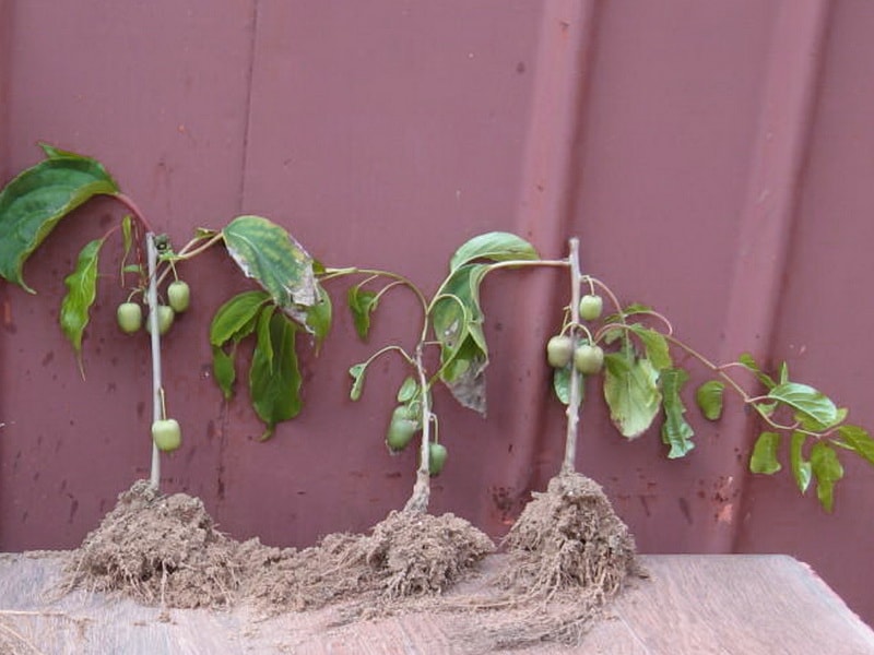 Выращивание актинидии коломикты: посадка и уход в открытом грунте, размножение и подготовка к зиме