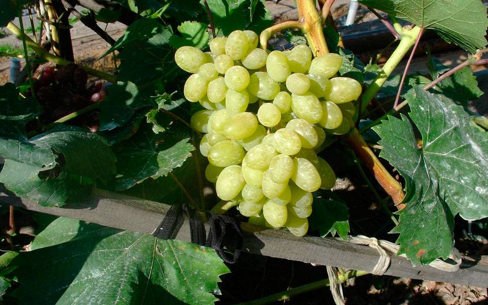Любительский гибрид с карамельным ароматом — виноград «мускат новошахтинский»