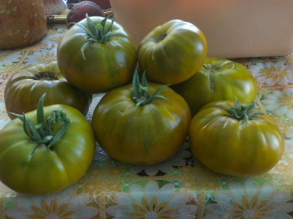 Драгоценность из сибири — сорт помидора «малахитовая шкатулка»: описание и особенности выращивания томата