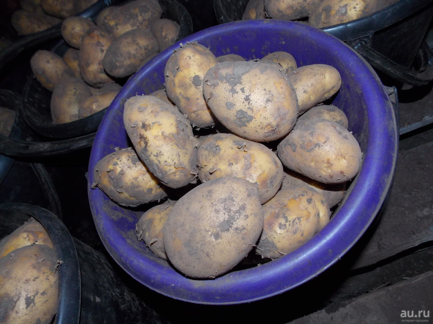 Тулеевский: описание сорта картофеля, характеристики, выращивание