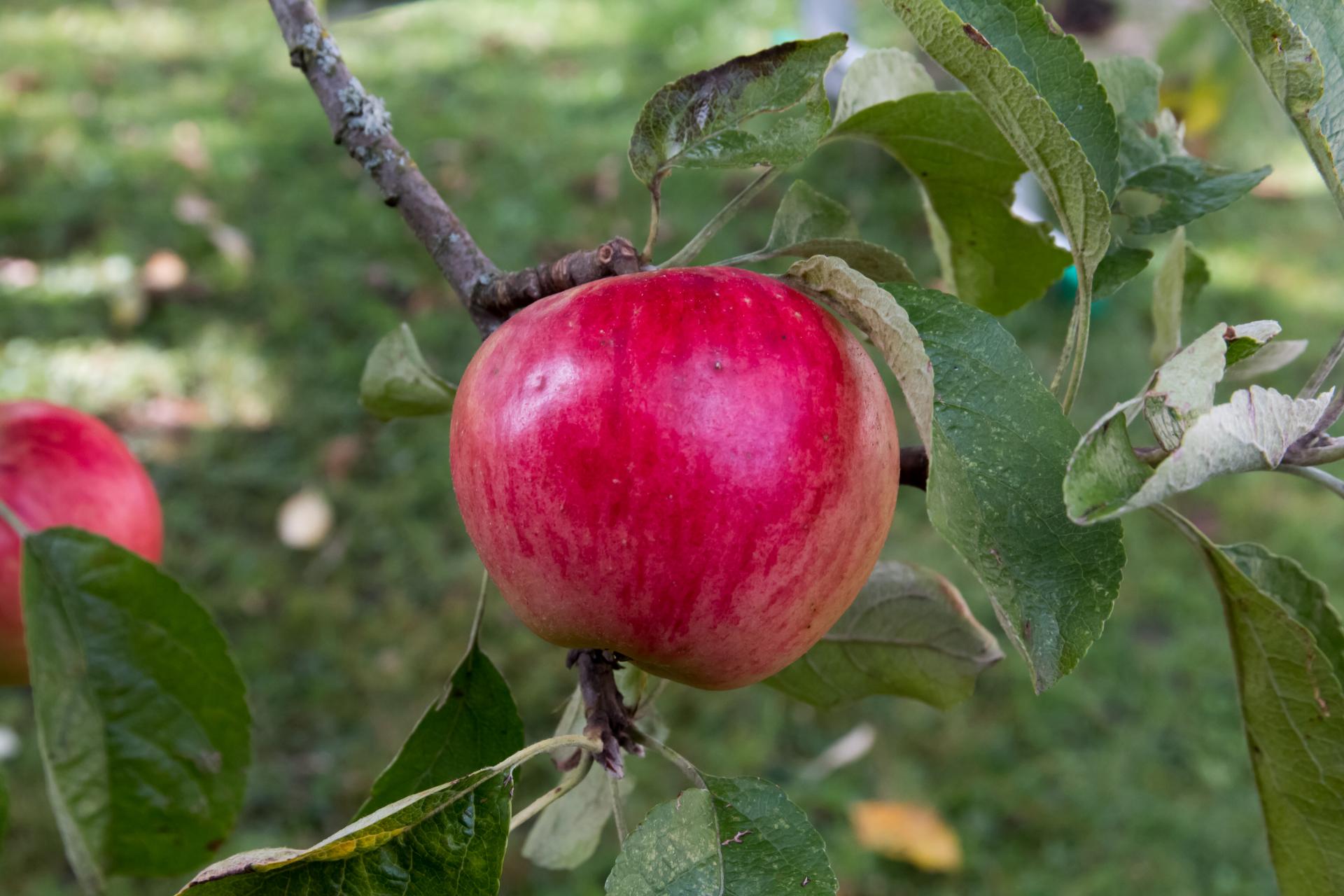 Яблоня “белорусское сладкое”: описание сорта, фото, нюансы посадки и ухода