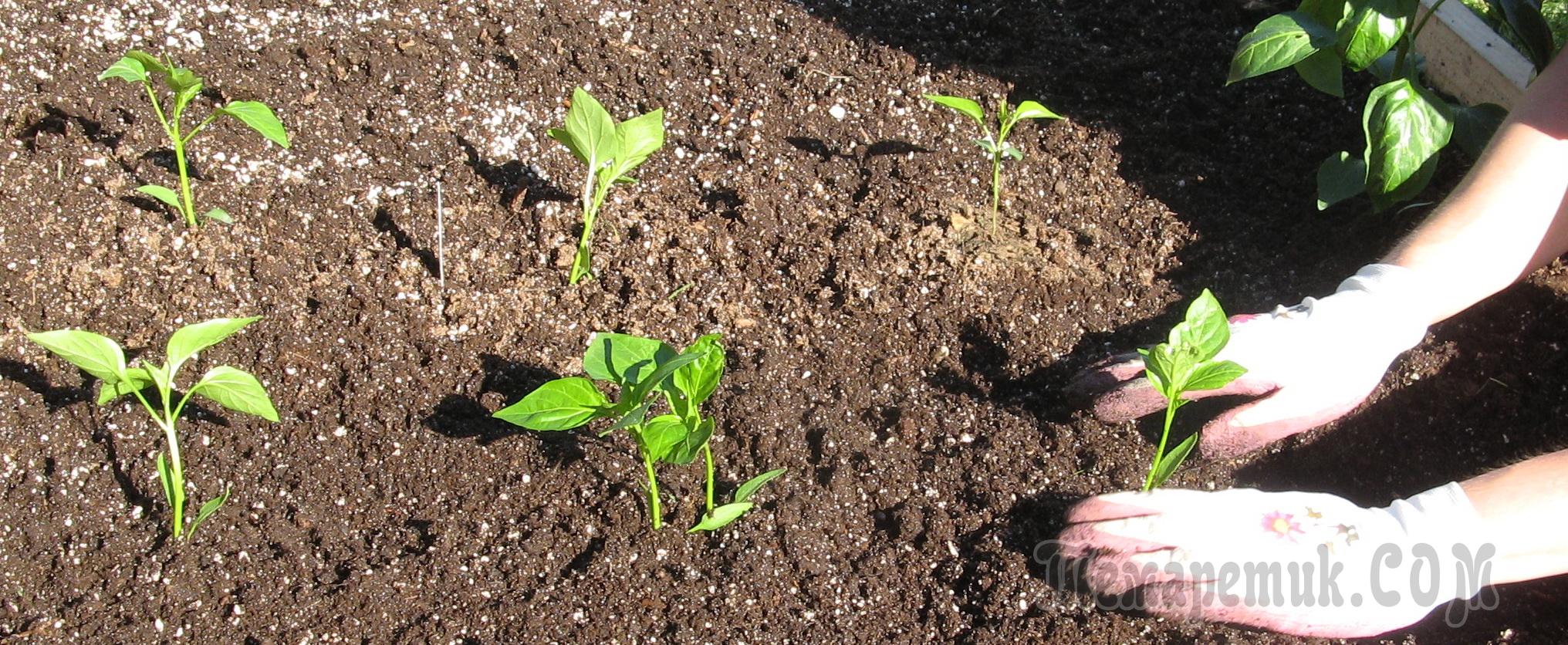 Перец: выращивание и уход в открытом грунте, посев на рассаду