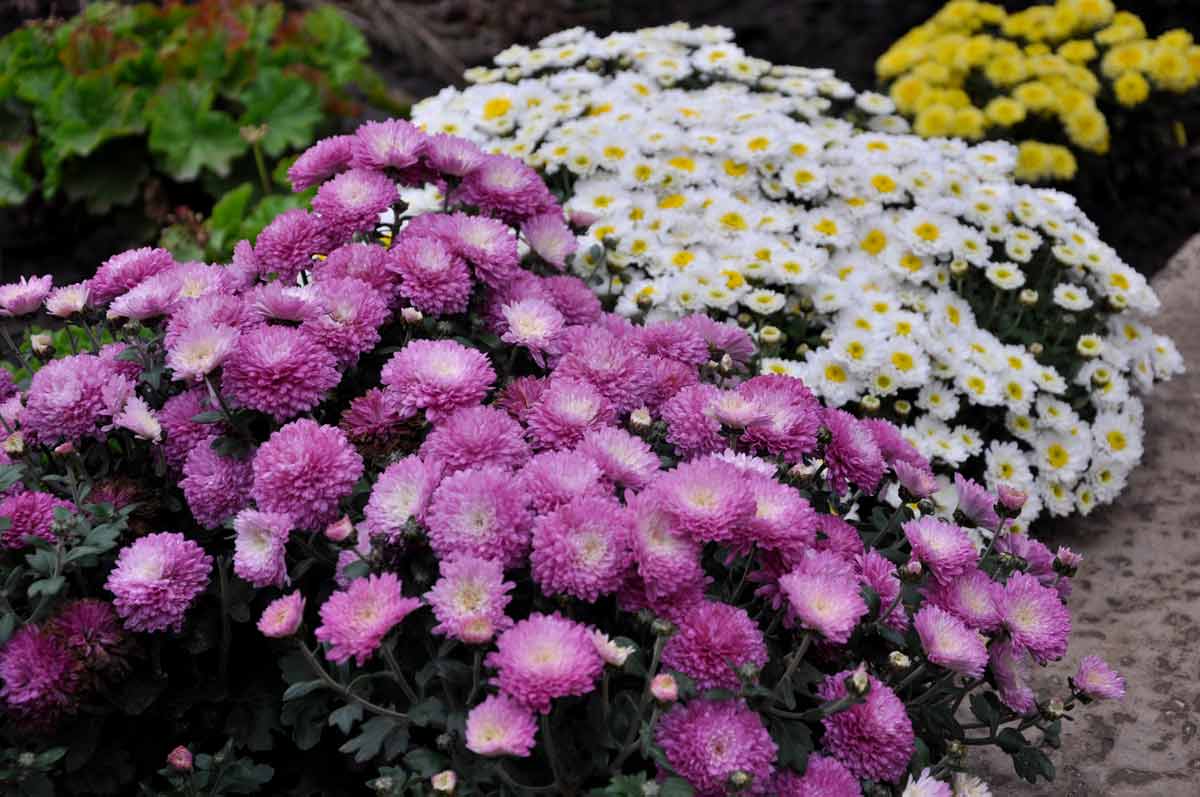 Многолетние цветы уральского сада. морозостойкие многолетние цветы для урала