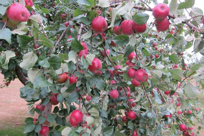 Сорт яблони серебряное копытце: описание, фото