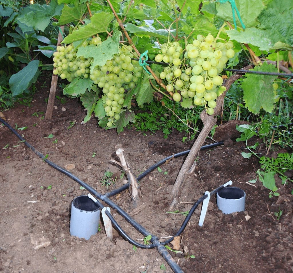 Полив винограда: способы и сроки полива виноградников (видео + 115 фото)