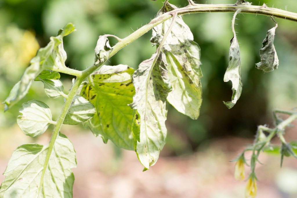 Кладоспориоз томата (бурая пятнистость): способы борьбы и препараты, устойчивые сорта