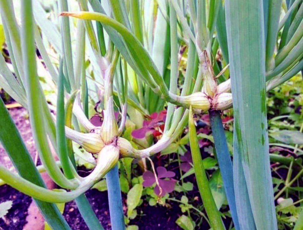 Цветок аллиум (дикий лук): фото растения, посадка и уход в открытом грунте