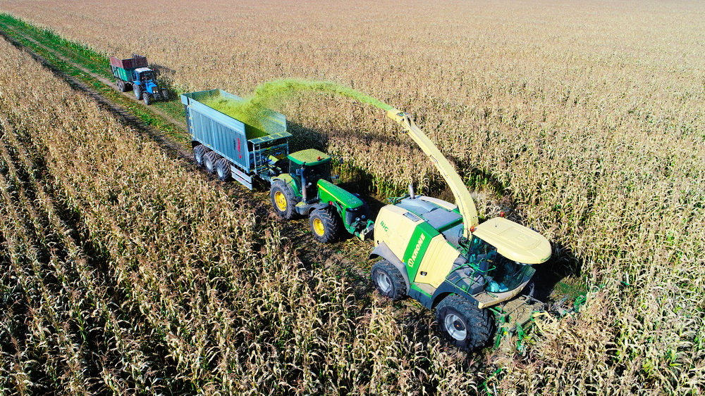 Правила и сроки уборки кукурузы на зерно в початках с полей