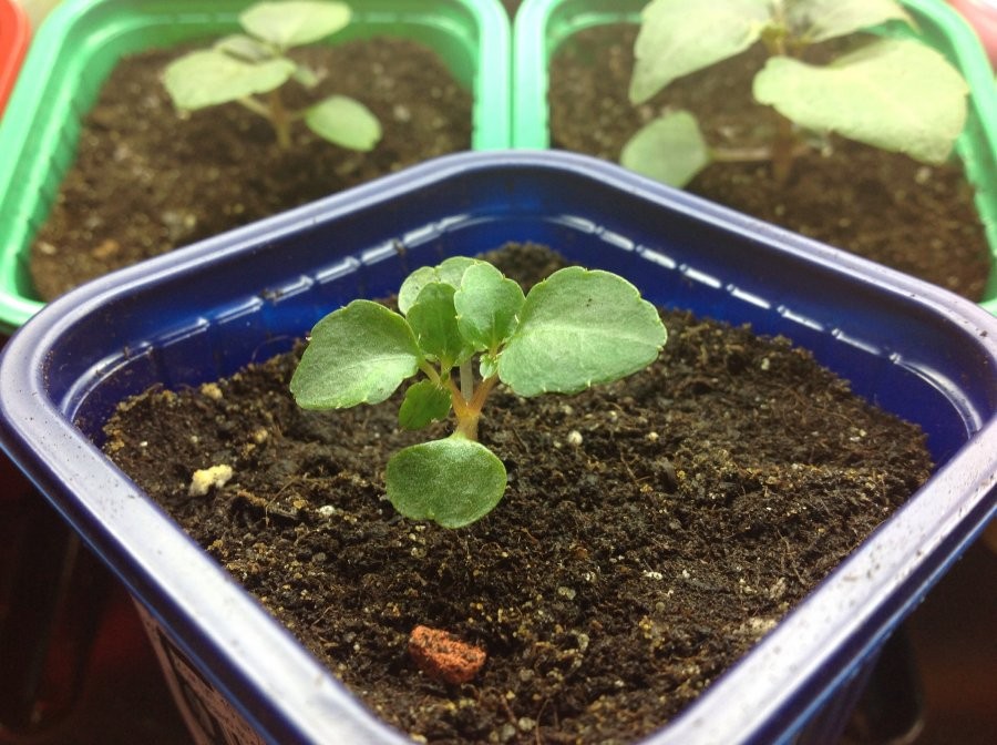 Бальзамин садовый: выращивание из семян, посадка и уход, фото