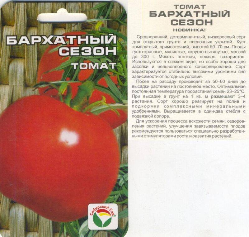 Описание томата Бархатный сезон, правила выращивания в открытом грунте и теплицах