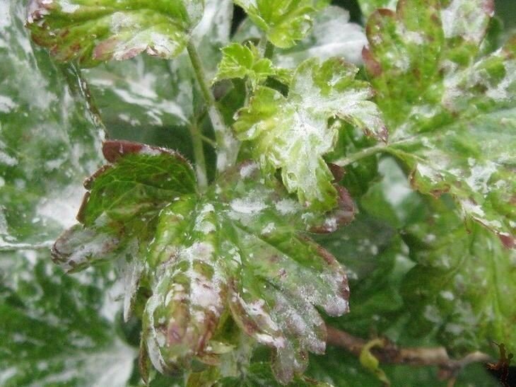 Белый налет на листьях смородины: чем обработать и что делать для лечения