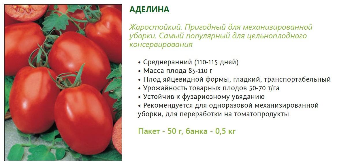 Самые урожайные сорта томатов для открытого грунта | tomatland.ru