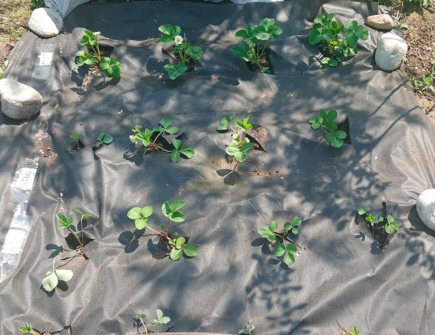 Технология посадки клубники под черную пленку: правильное мульчирование соломой и опилками