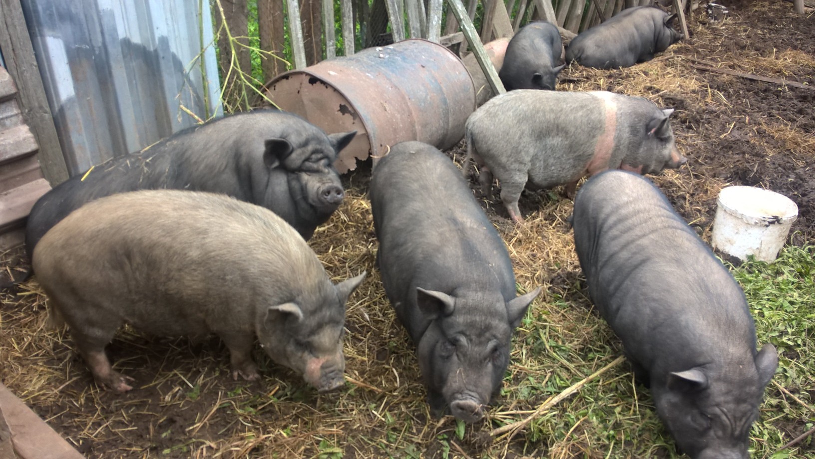 Вьетнамская вислобрюхая свинья: отзывы, фото, разведение, уход, питание