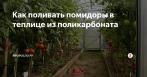 Лучшие сорта томатов для теплицы из поликарбоната для подмосковья, сибири и средней полосы россии: описание, фото, отзывы