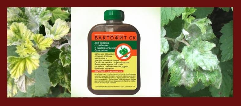 Бактофит, сп (фунгициды, пестициды) — agroxxi