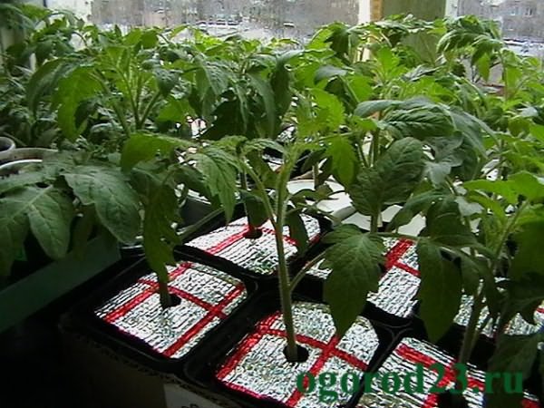 Как правильно посадить рассаду помидоры без пикировки