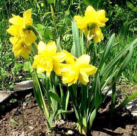 Нарциссы (99 фото): посадка цветка и уход в открытом грунте. что делать после цветения со стеблями? почему не цветет в саду? выращивание и размножение