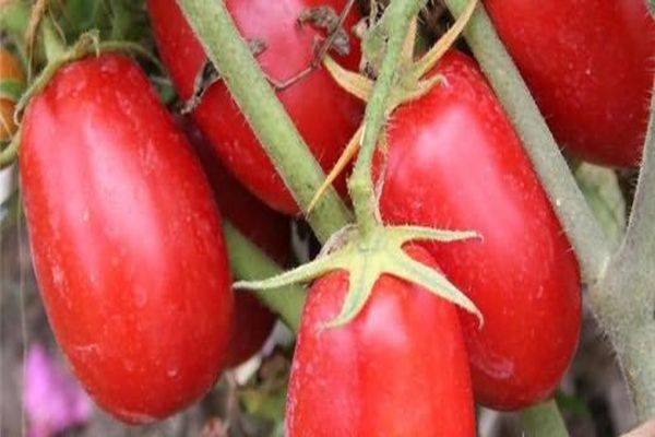 Продуктивный тепличный сорт от минусинских селекционеров — томат солдатово: описание помидоров, отзывы об урожайности