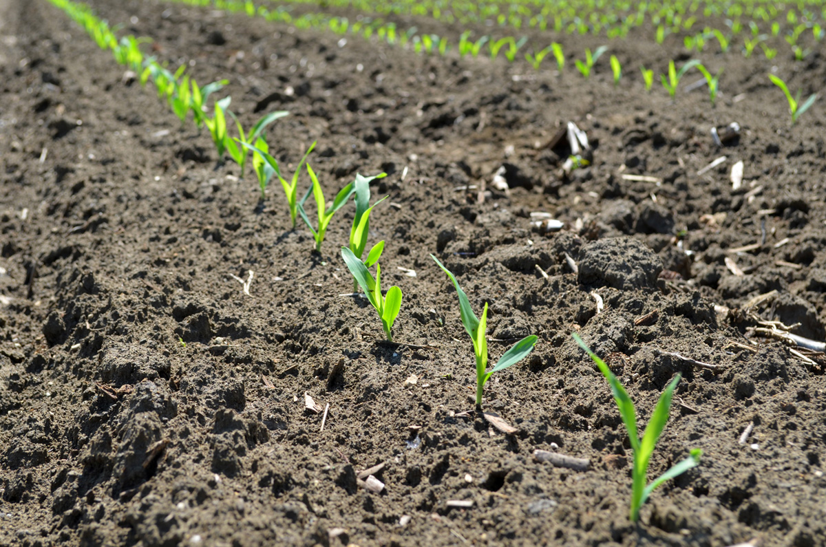 Выращивание кукурузы: сорта на зерно, технология в открытом грунте и теплице, уход с фото