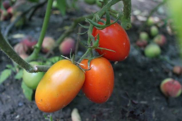 Описание сорта томата вп 1 f1, рекомендации по выращиванию и уходу – дачные дела