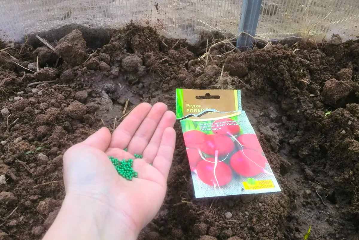 При какой температуре растет редис: какова оптимальная для почвы, можно ли сеять в открытый грунт, боится или нет заморозков, какое похолодание овощ выдерживает? русский фермер