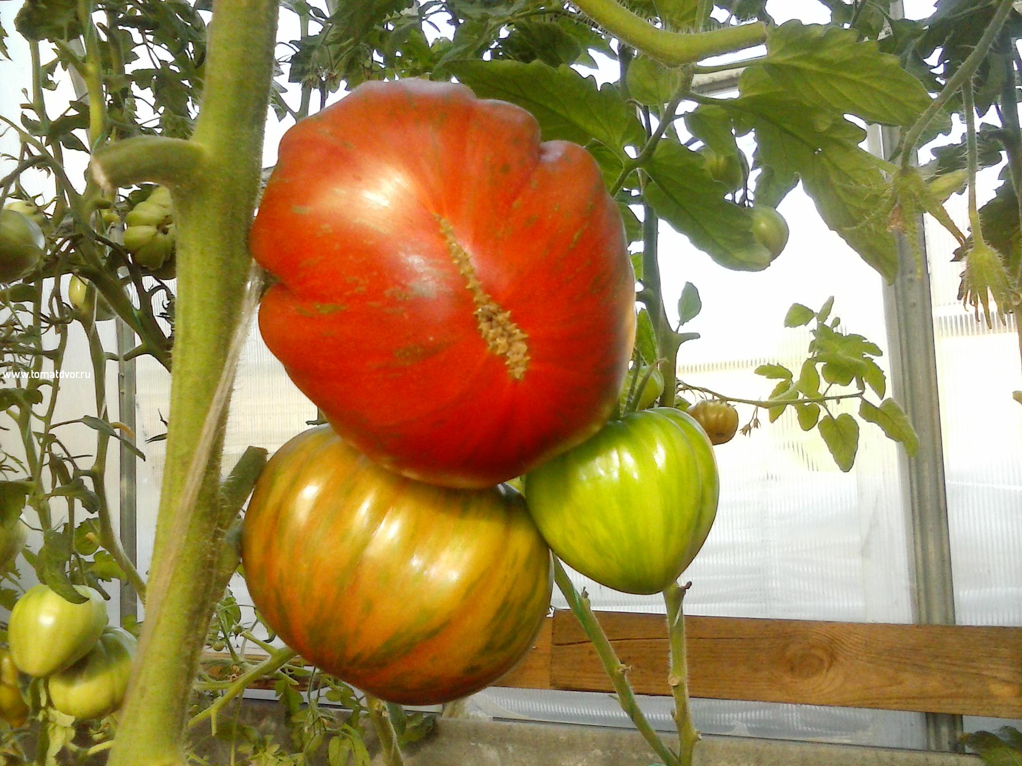Самые необычные сорта томатов в стиле тай-дай с фото и описанием