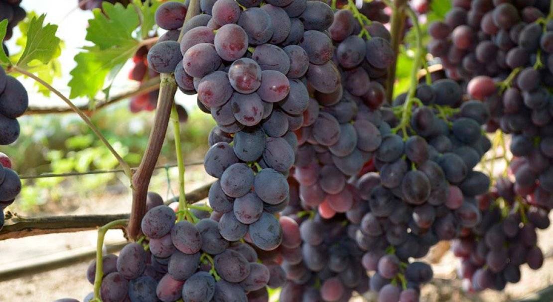 Виноград заря несветая: описание сорта, отзывы и фото