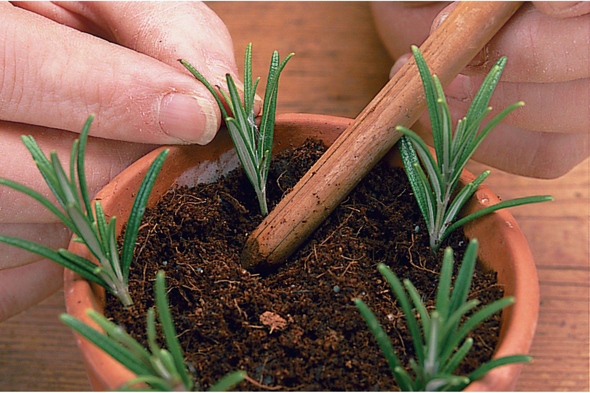 Посадка и выращивание розмарина из семени дома: как подготовить, поливать
