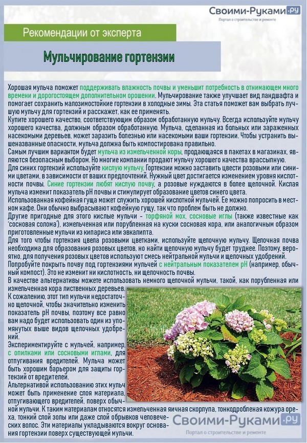 Гортензии: правила посадки весной саженцами, как ухаживать за гортензией садовой