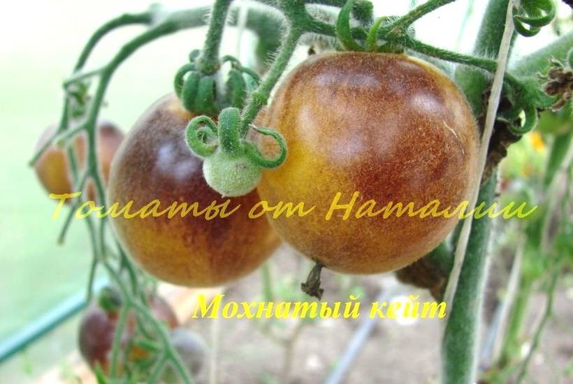 Описание сорта томата вериге, особенности выращивания и ухода – дачные дела