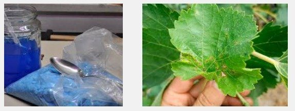 Медный купорос: свойства, применение в садоводстве весной и осенью