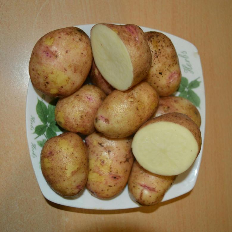 Ранний столовый сорт картофеля «палац» от белорусских селекционеров