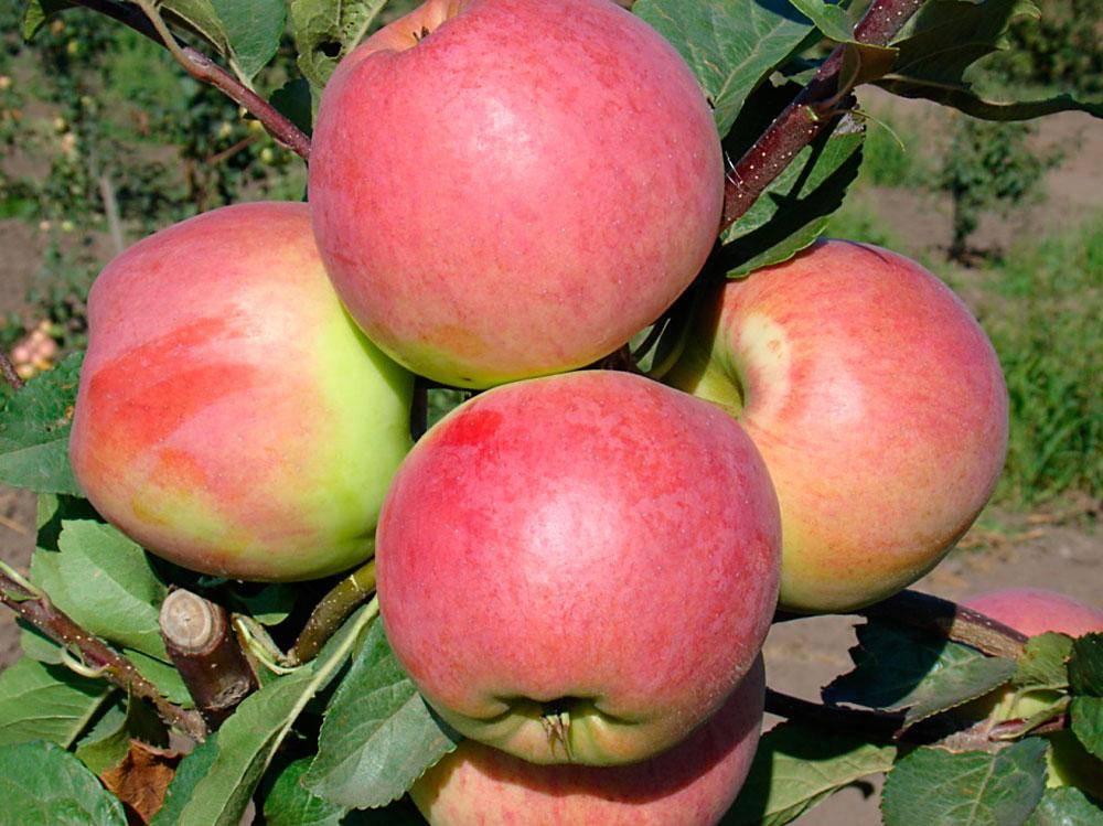 Яблоня коробовка: описание сорта, фото, отзывы