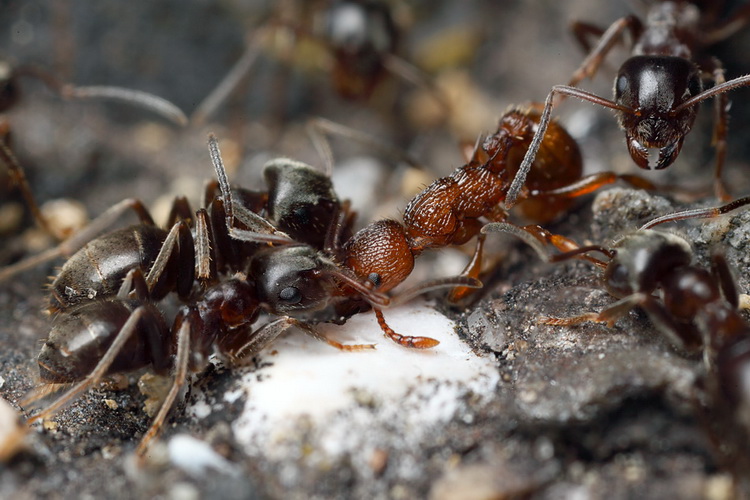 Что делать если муравьи едят капусту