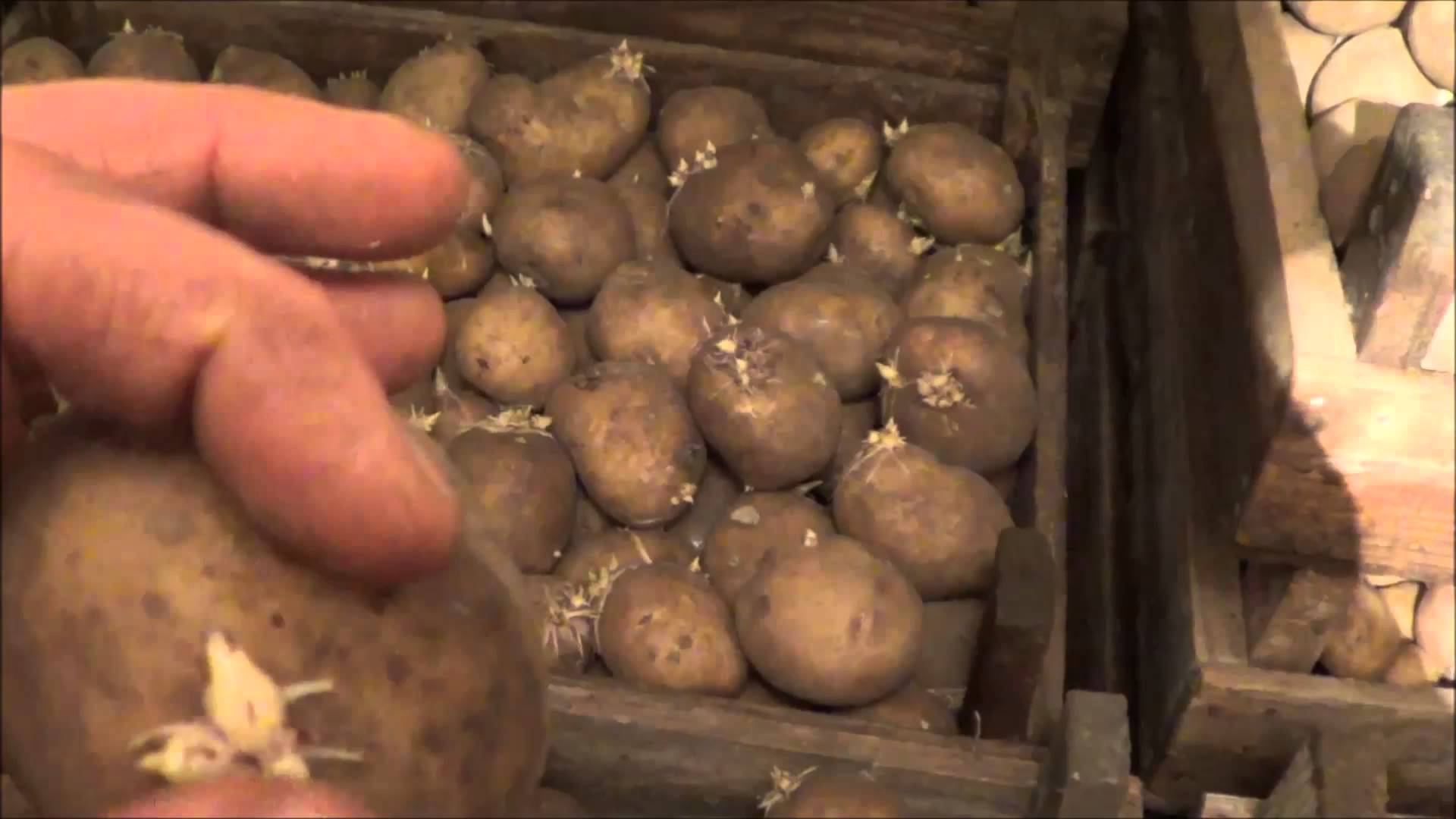 Картофель из семян: когда в 2021 году и как сажать на рассаду пошагово с видео