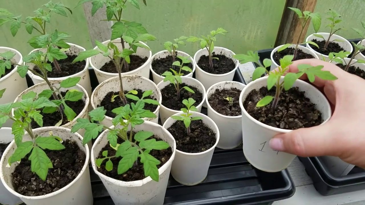Как пересаживать рассаду помидор | вырасти сад!