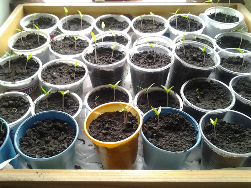 Рассада томатов – посадка и выращивание от "а" до "я" – 4 сезона огородника